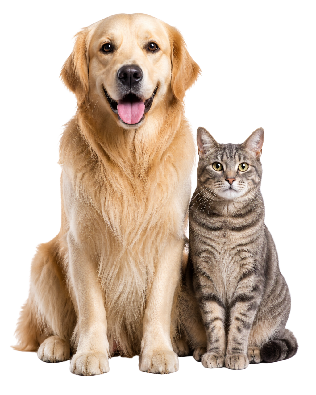 A happy golden retriever and gray tabby cat